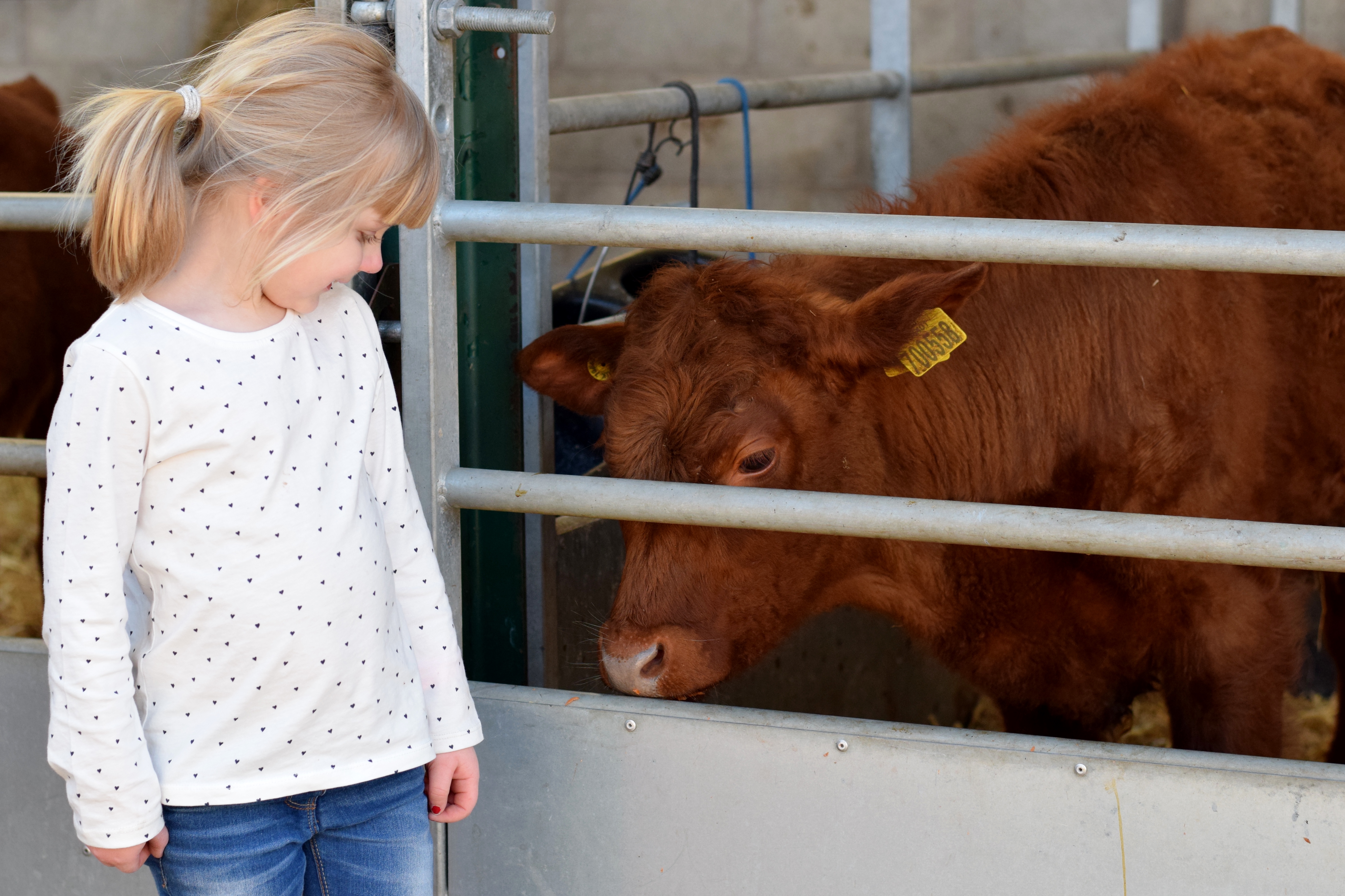 Reddish Vale Farm - calves