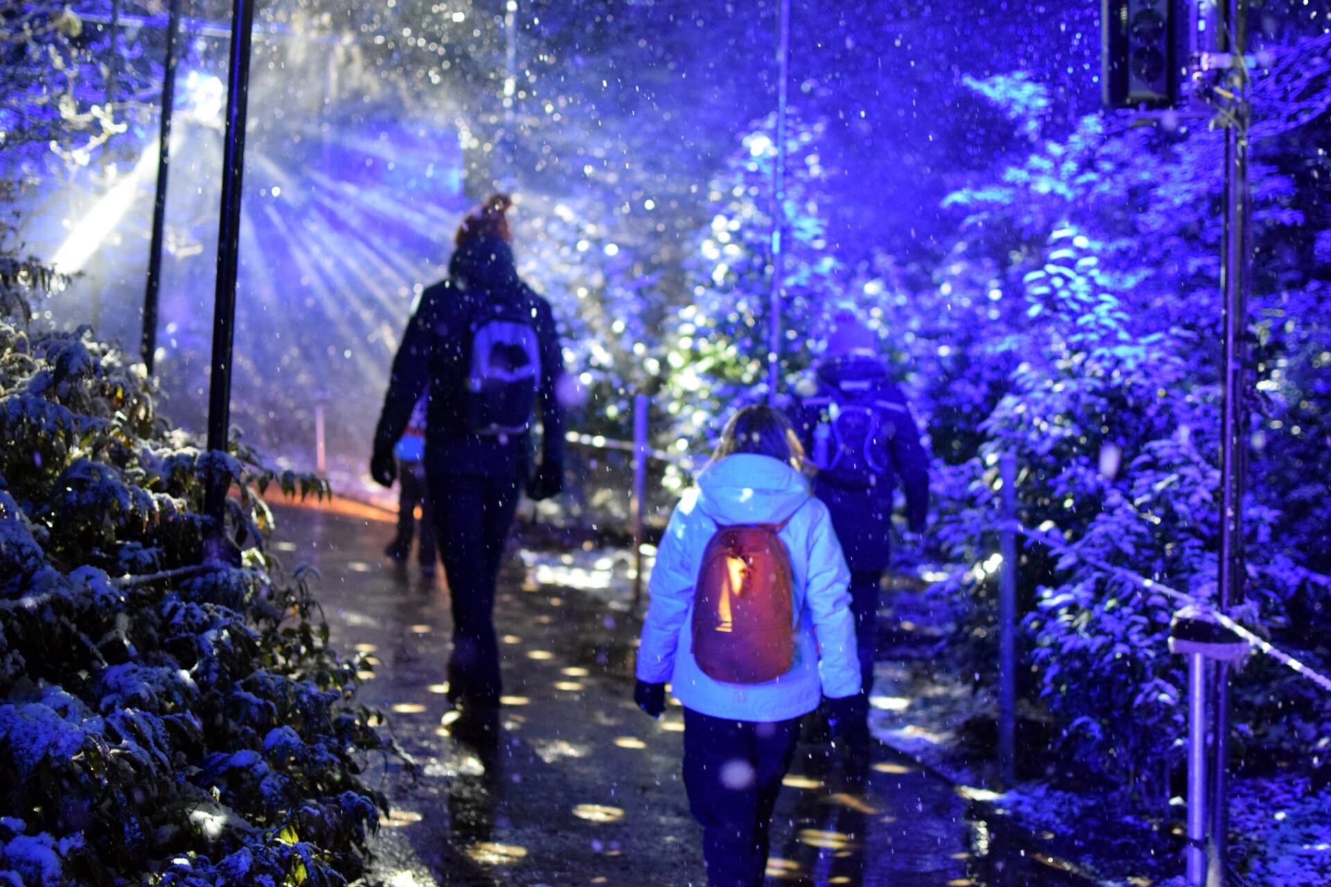 Twinkly woodland walk at Dunham Massey