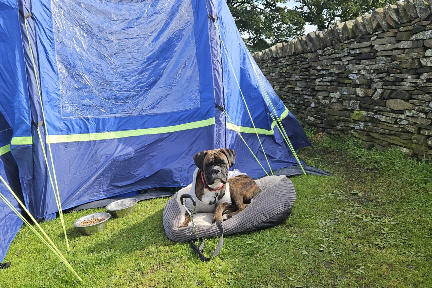 Camping gear for dogs