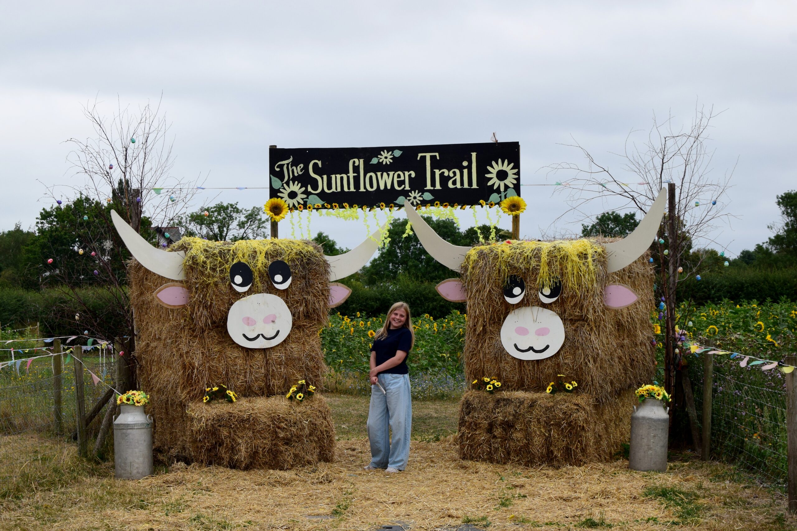 Dunham Massey Ice Cream Farm - Sunflower trail highland cow hay bales